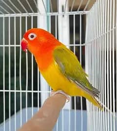 Love birds for sale