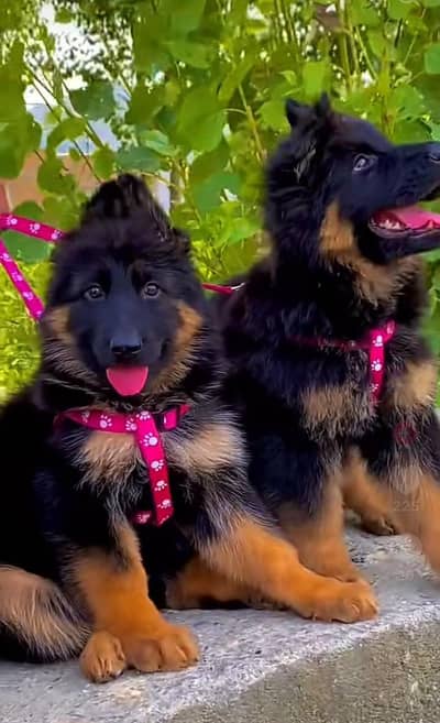 Pure German Shepherd long code puppy for sale 03493857239