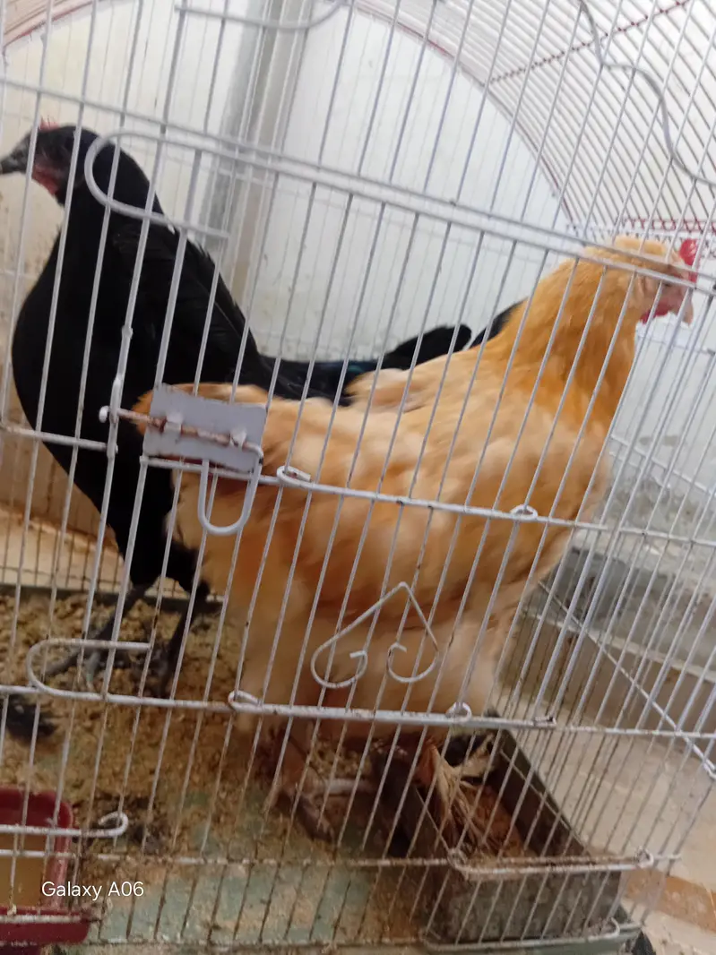 1 golden buff and 2 desi — photo 3