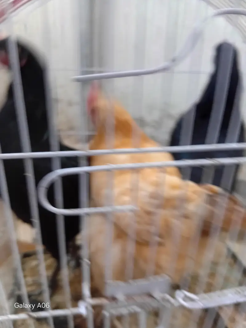 1 golden buff and 2 desi — photo 4