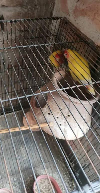 pair ha love birds