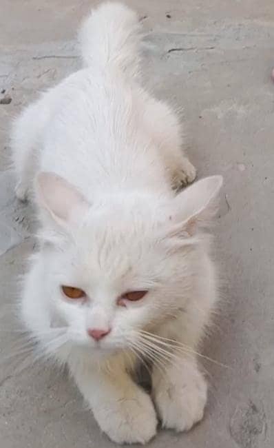 persian 1