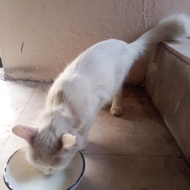 persian 2