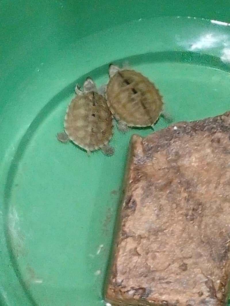 Turtles 0