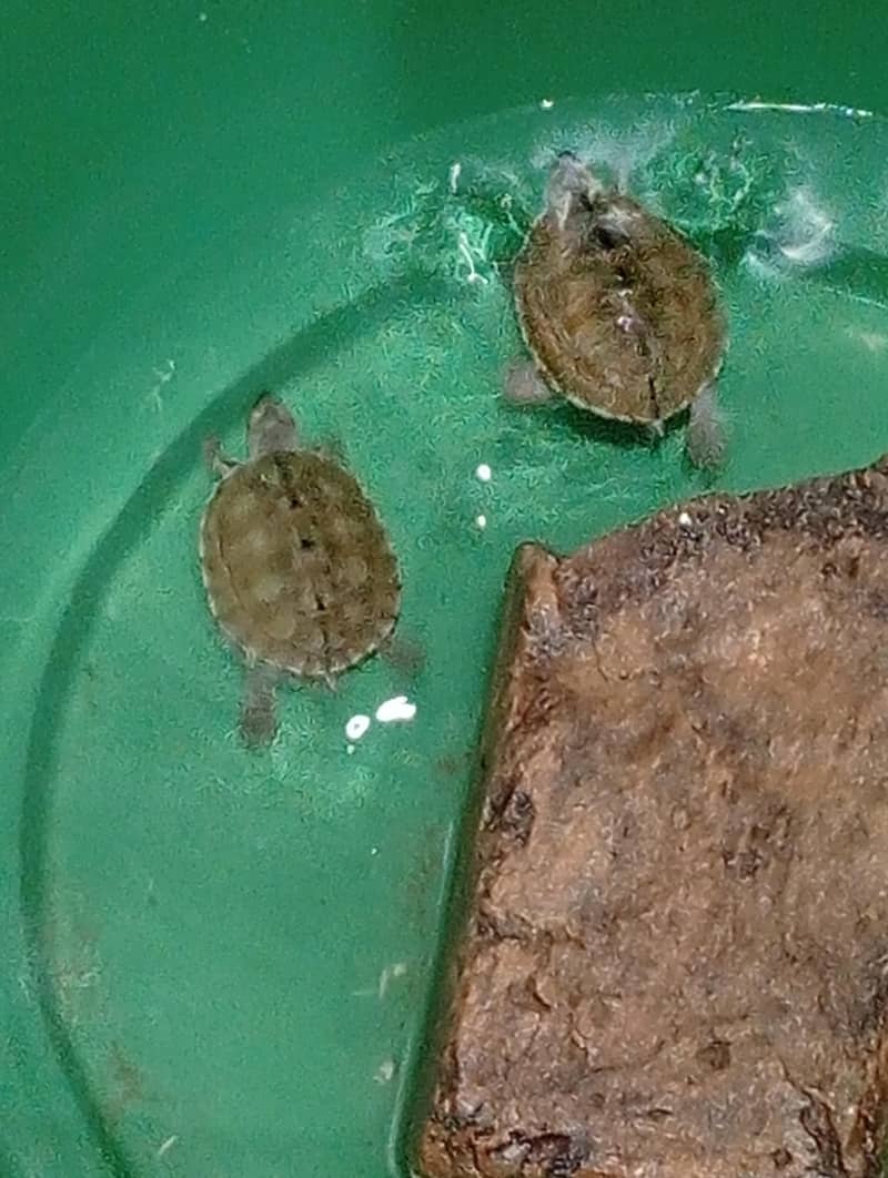 Turtles 1