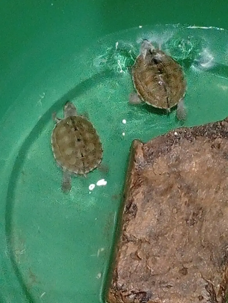 Turtles — photo 2