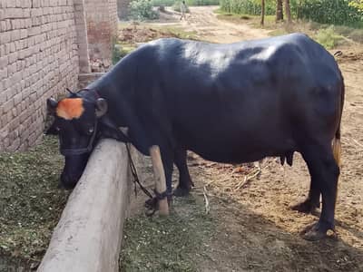 Mashllah Ravi nassal 2 sowa  03422015242