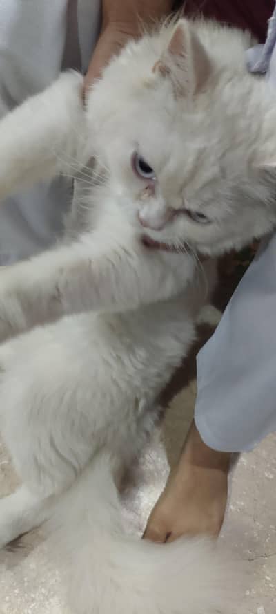 White Persian cat