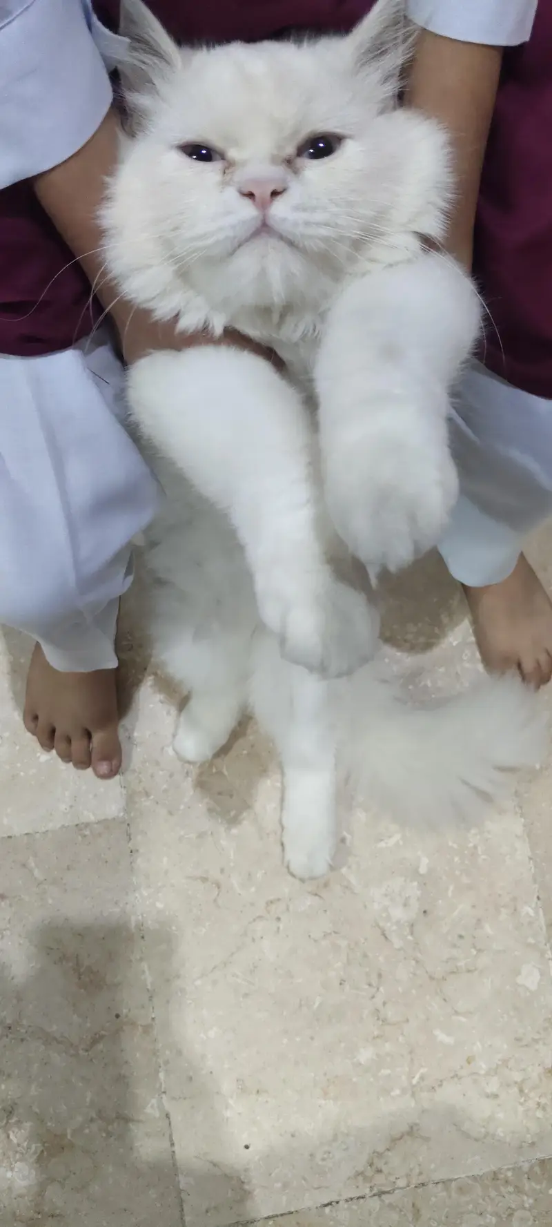 White Persian cat — photo 2