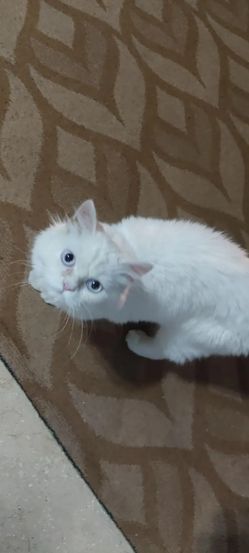 White Persian cat — photo 3