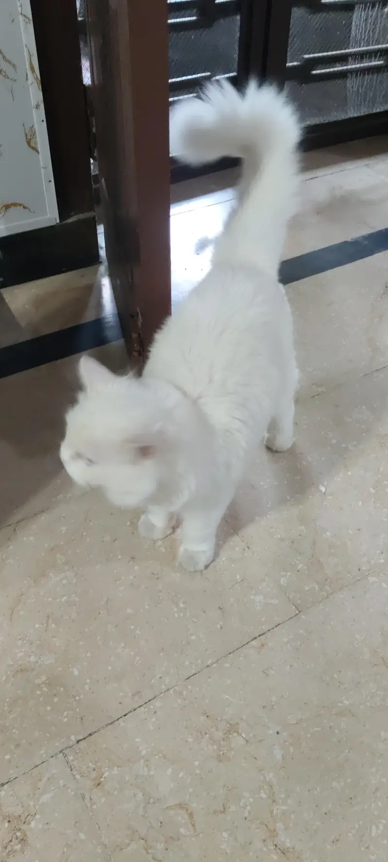 White Persian cat — photo 4