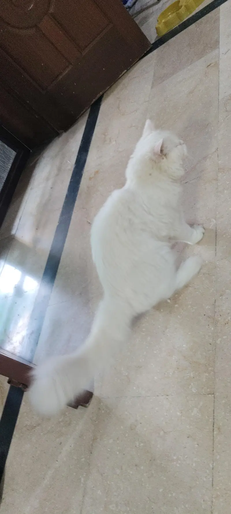White Persian cat — photo 5