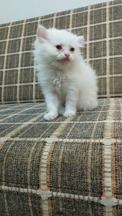 Double coat Persian kittens available