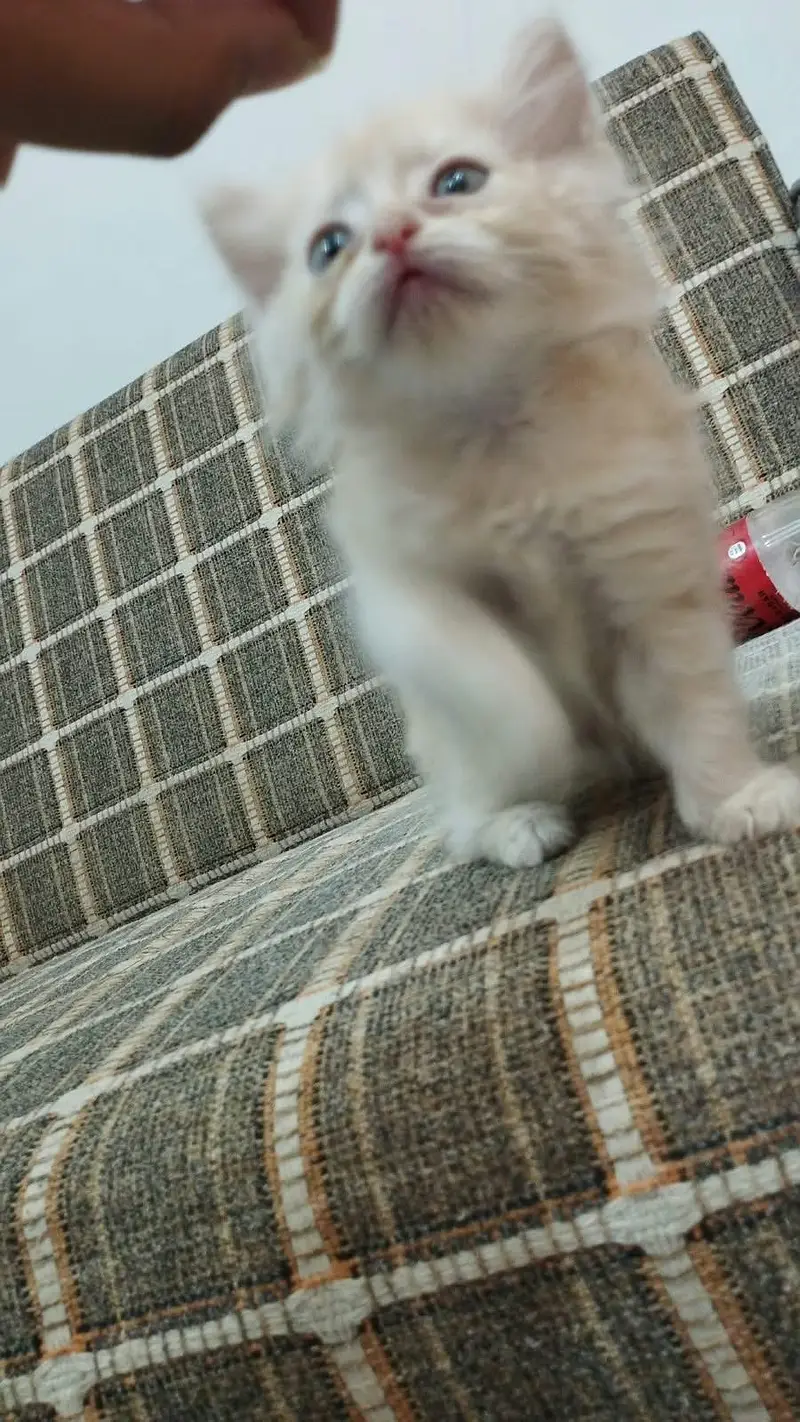 Double coat Persian kittens available — photo 2