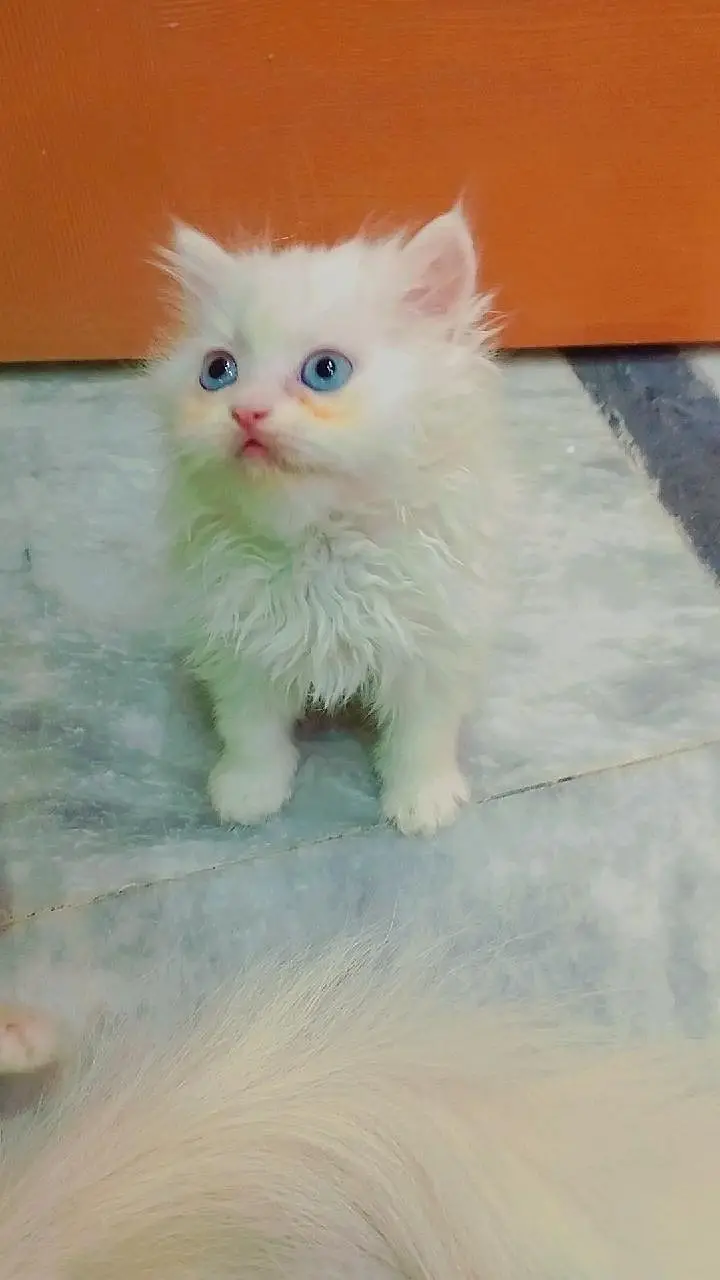 Double coat Persian kittens available — photo 3