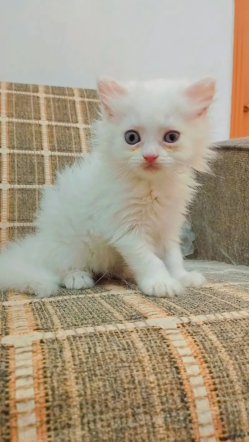 Double coat Persian kittens available — photo 4