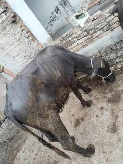 صحت مند بھینس کی بچیاں فروخت کے لیے، عمر ڈیڑھ سا