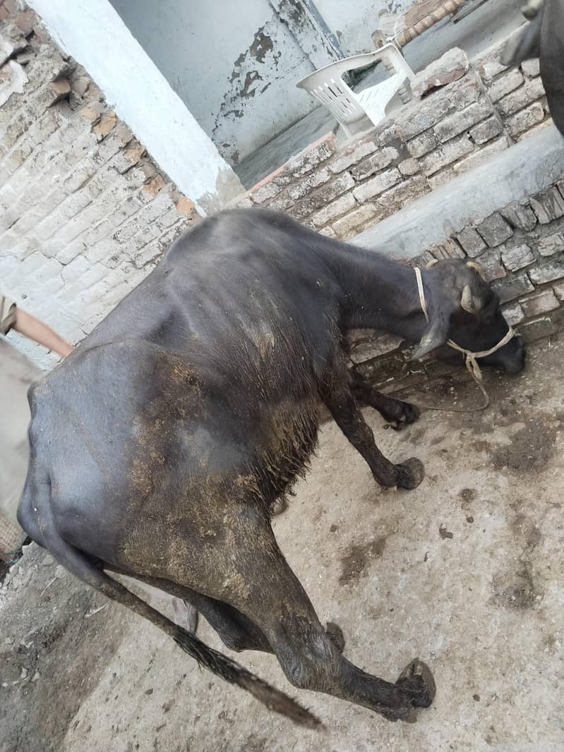 صحت مند بھینس کی بچیاں فروخت کے لیے، عمر ڈیڑھ سا 0