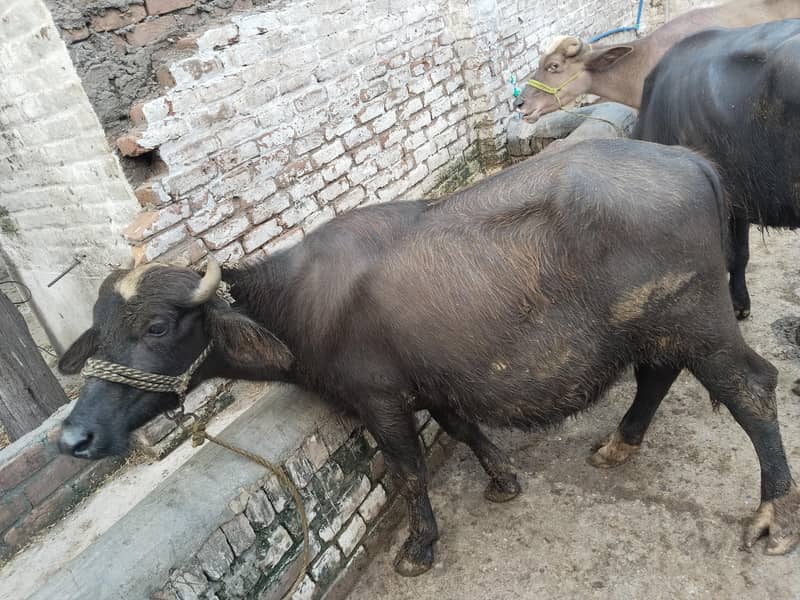 صحت مند بھینس کی بچیاں فروخت کے لیے، عمر ڈیڑھ سا 2