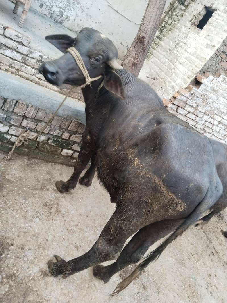 صحت مند بھینس کی بچیاں فروخت کے لیے، عمر ڈیڑھ سا 3