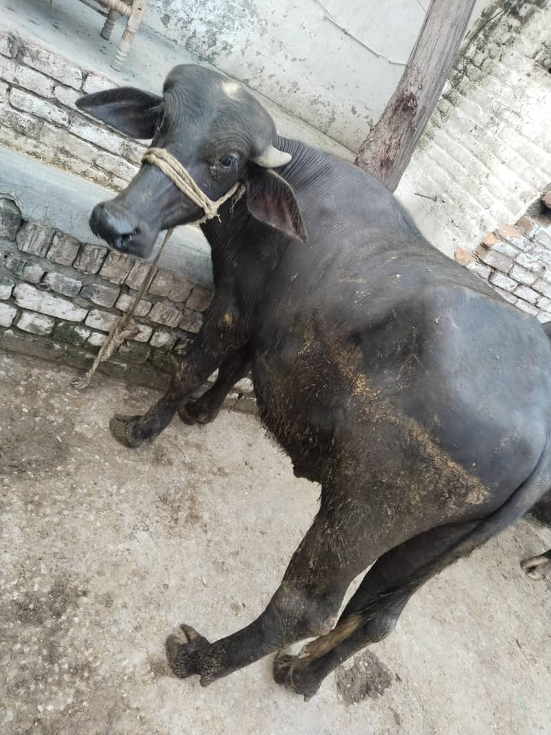 صحت مند بھینس کی بچیاں فروخت کے لیے، عمر ڈیڑھ سا 4