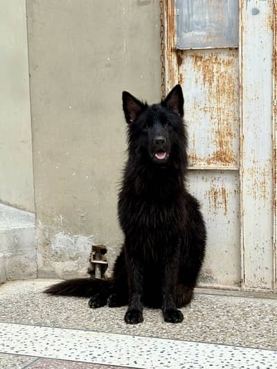 Black german shepherd