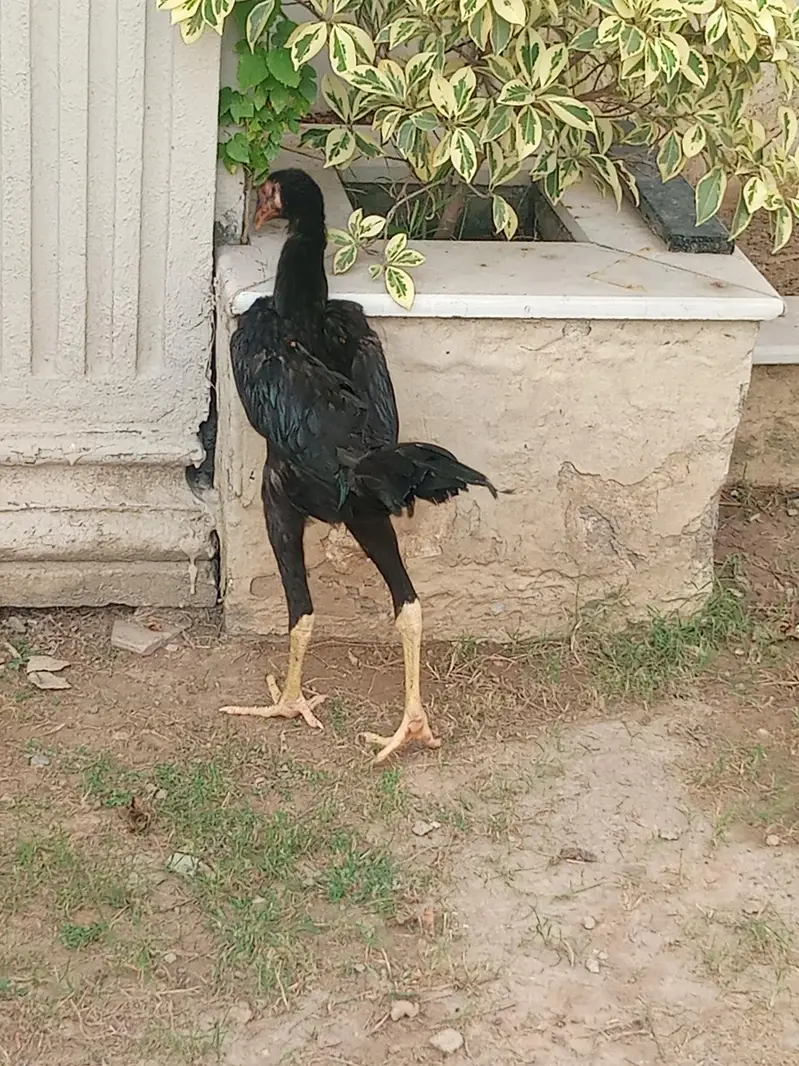 Thai cross patha pathi — photo 5
