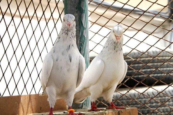 Kabootar 0