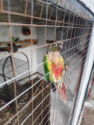 Conure for sale