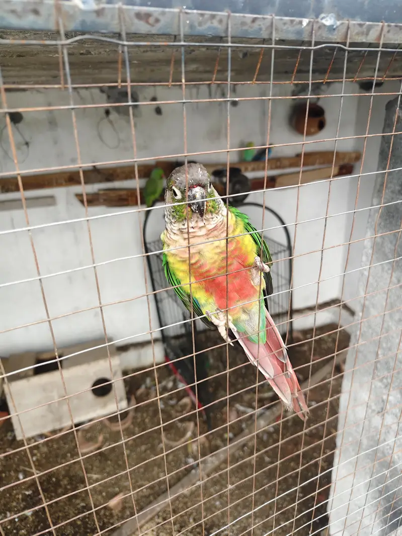 Conure for sale — photo 2