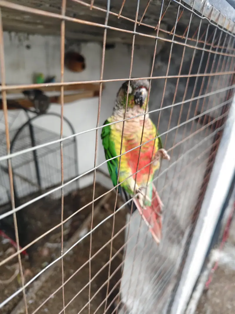 Conure for sale — photo 3