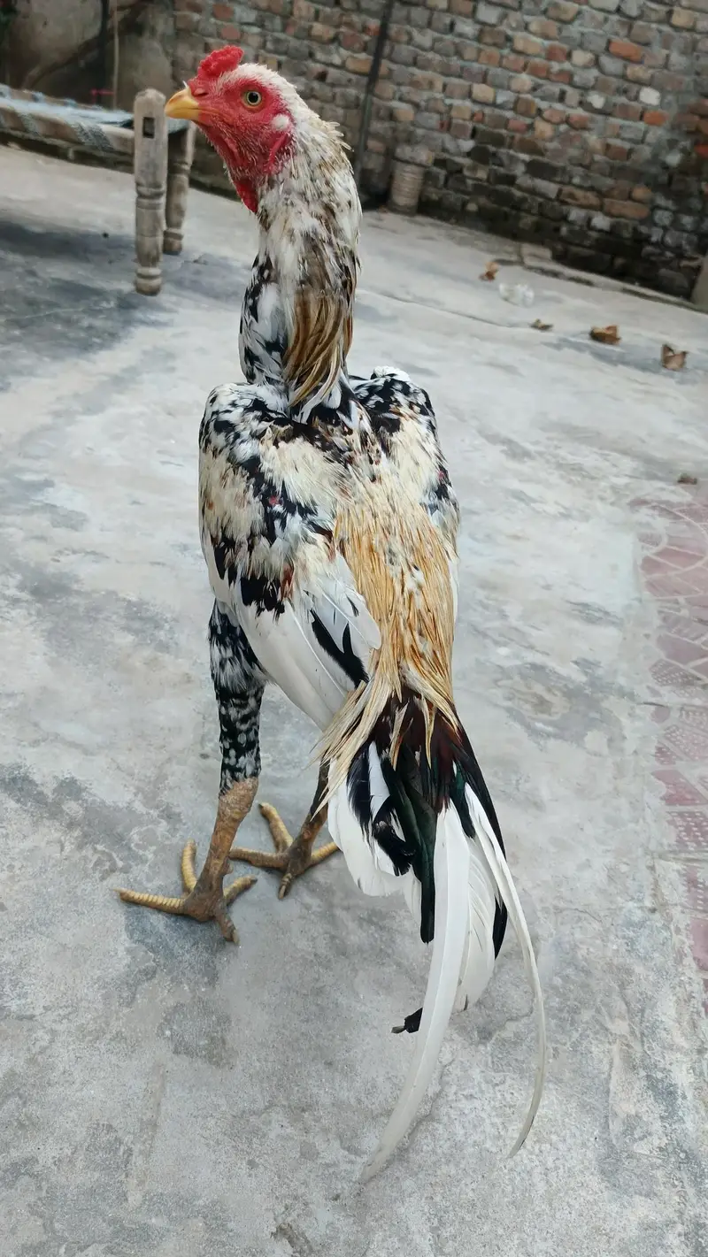 Aseel Patha. . . — photo 2
