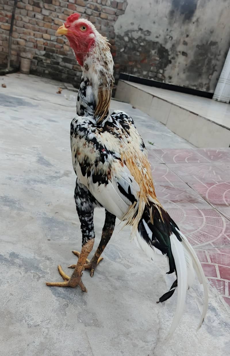 Aseel Patha. . . 2