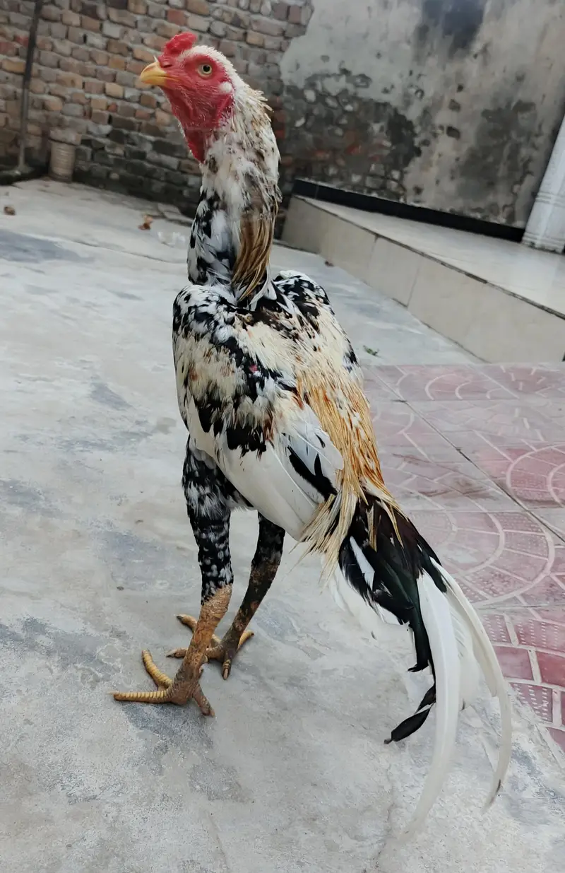 Aseel Patha. . . — photo 3