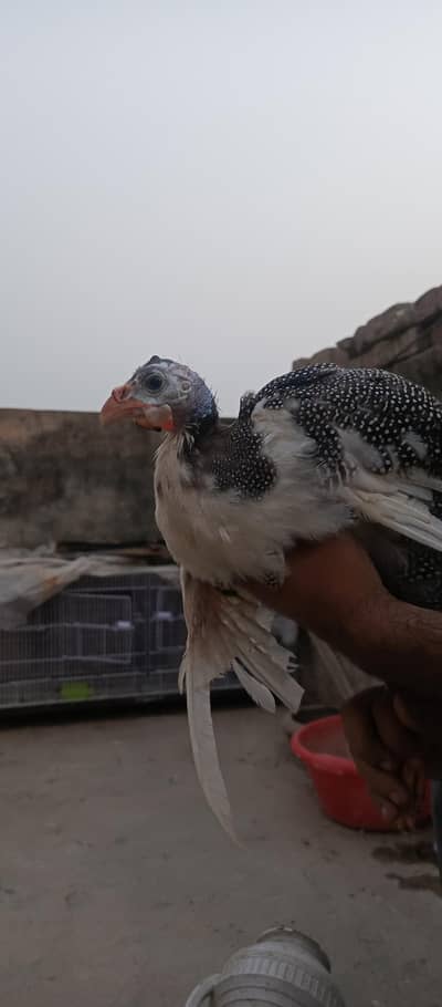 guinea fowl gor sale