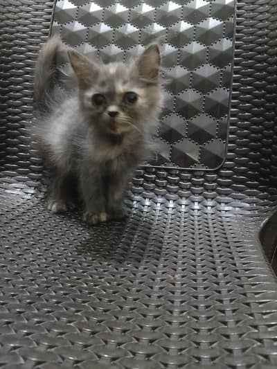 kittens
