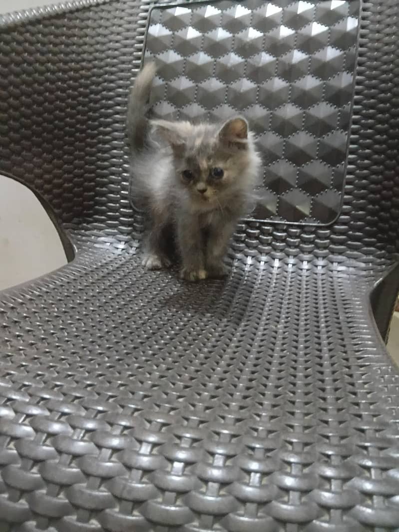 kittens 1