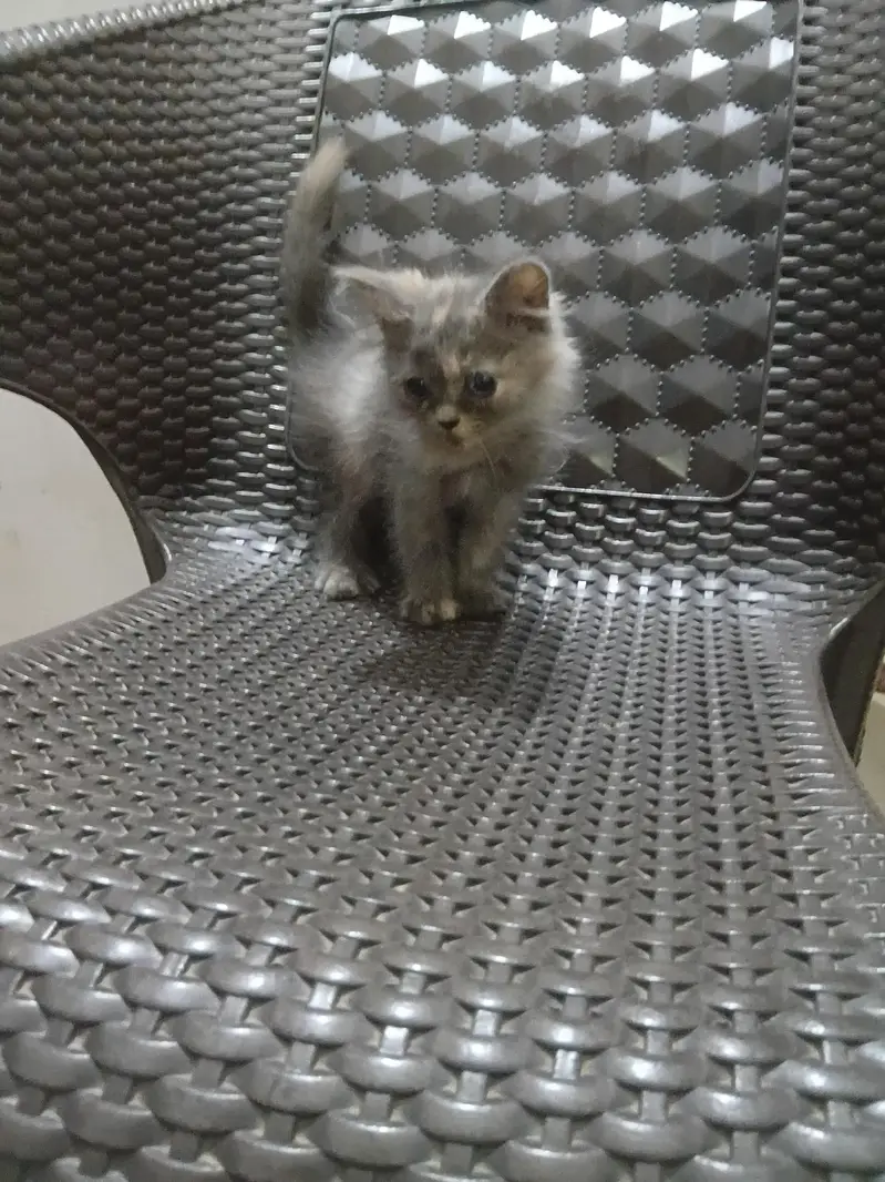 kittens — photo 2