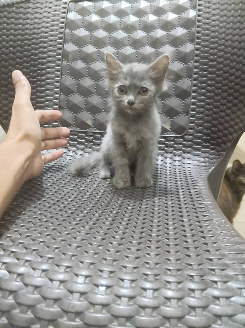 kittens 2