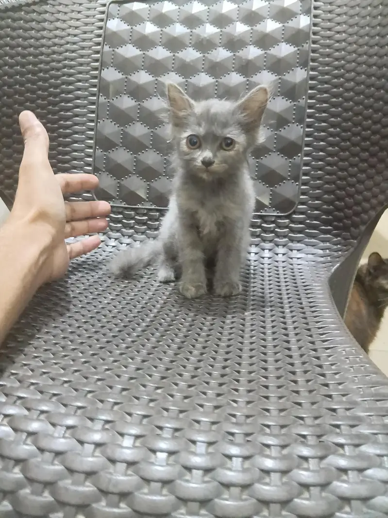 kittens — photo 3
