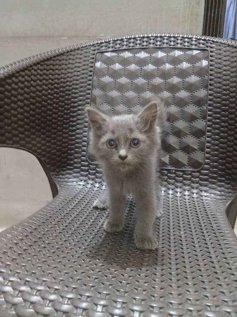 kittens 3