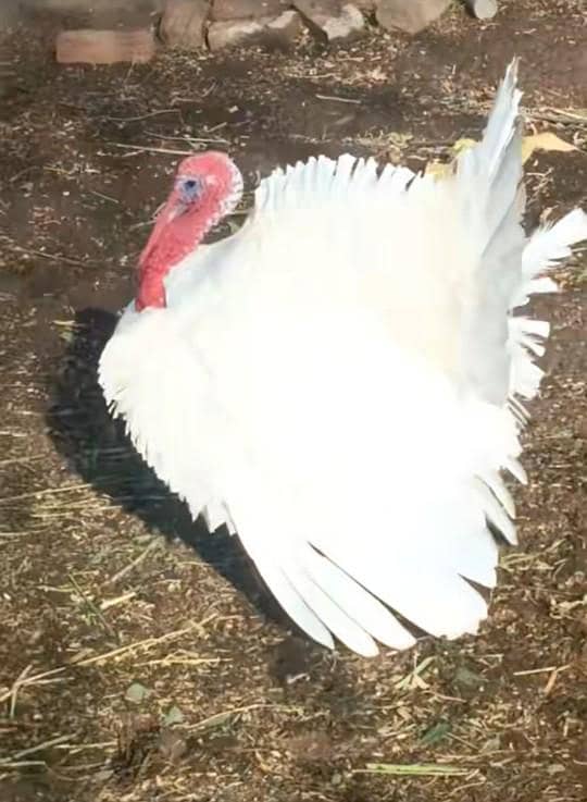 white turkey bird s 0