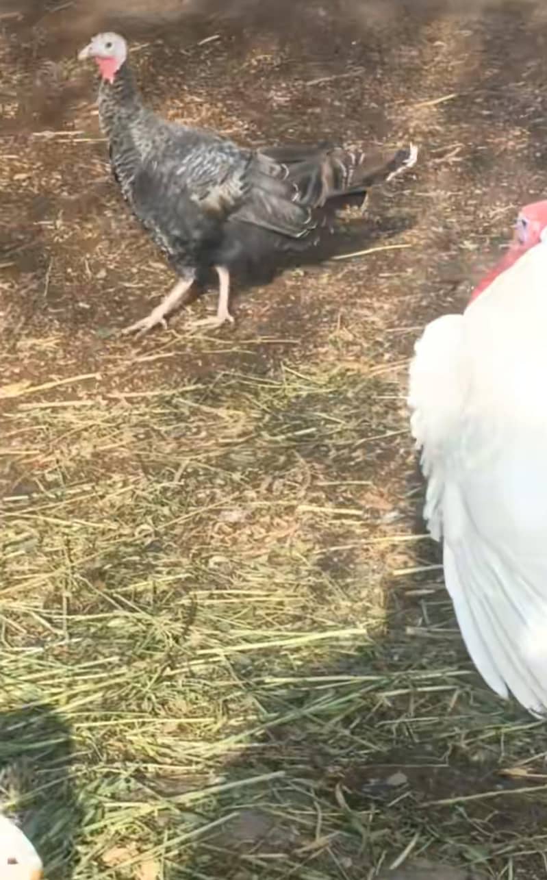 white turkey bird s 2
