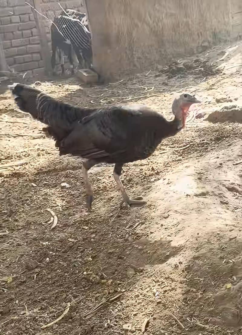 white turkey bird s 4