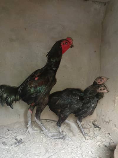 Aseel for sale
