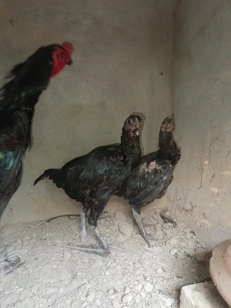 Aseel for sale — photo 2