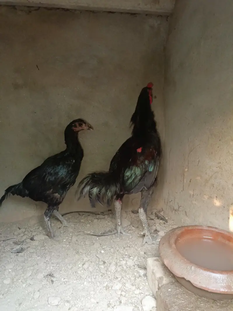 Aseel for sale — photo 3