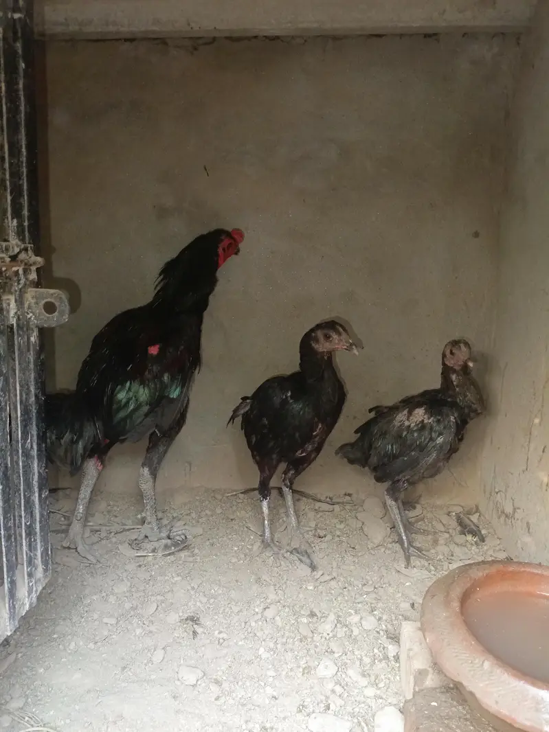 Aseel for sale — photo 4
