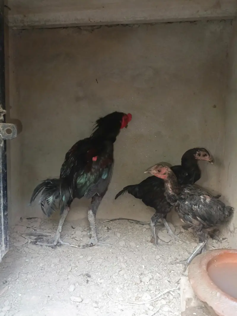 Aseel for sale — photo 5