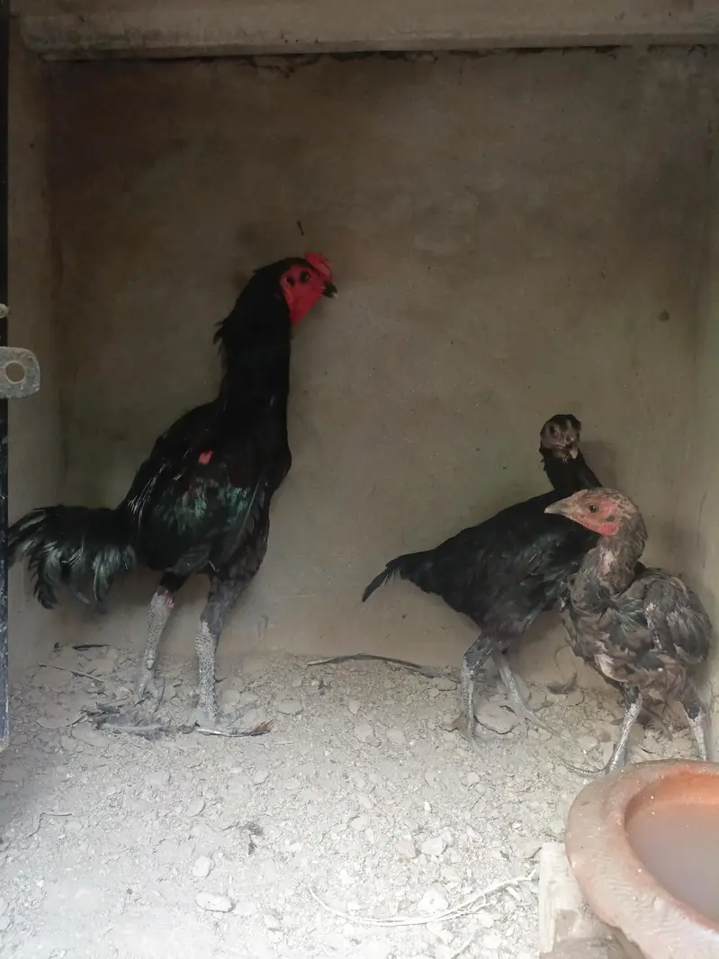 Aseel for sale — photo 6